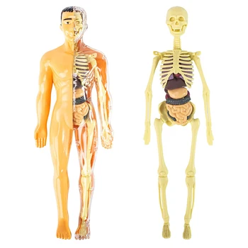 3D Bulmaca İnsan Vücudu Modeli Anatomik Tıbbi İskelet Organları Yapısı Öğretim Bilim Eğitim Sahne İnteraktif Çocuk Oyuncak