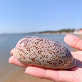 Doğal kabuklu deniz hayvanı kabuğu su tankı akvaryum peyzaj örnekleri ev dekorasyonu süsler hediye koleksiyonu deniz kabuğu